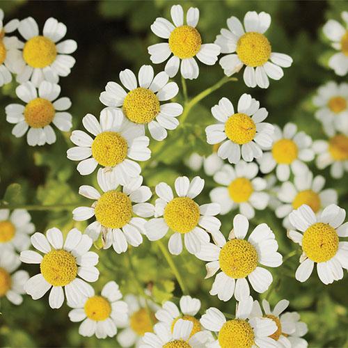 Chamomile