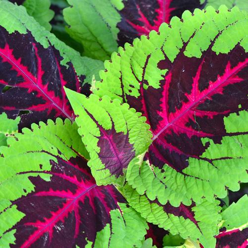 Coleus