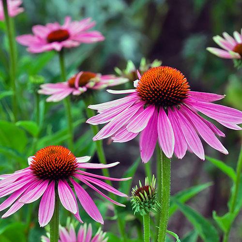 Echinacea