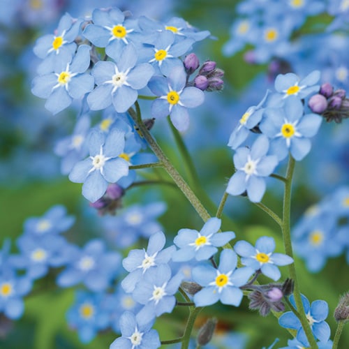 Forget-Me-Not