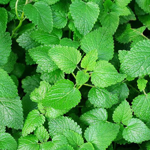 Lemon Balm