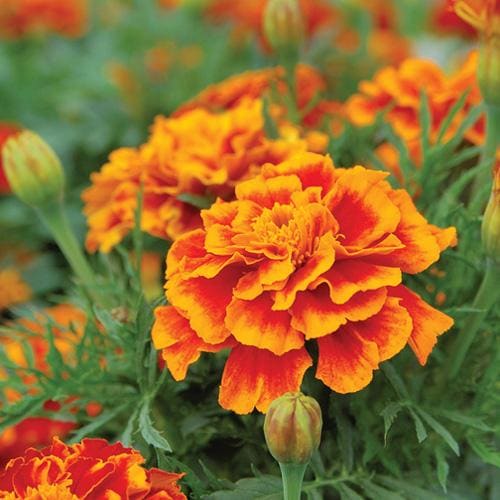 Marigold