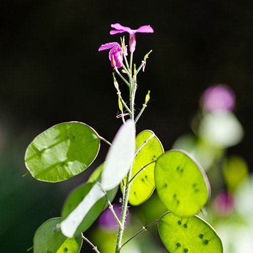 Money Plant