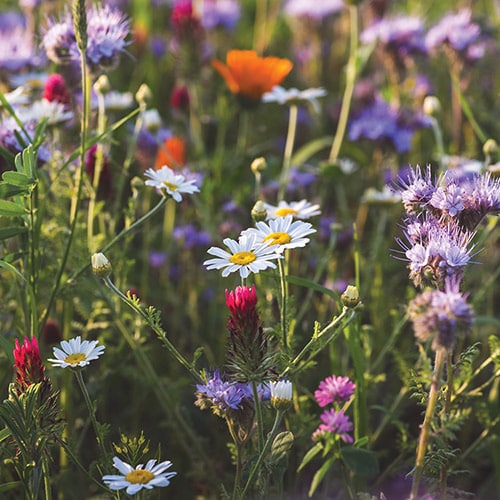 Wildflower Mix